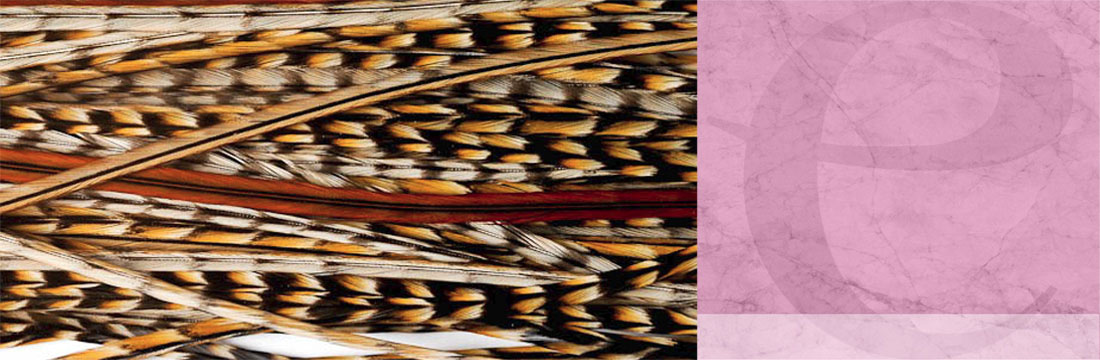 Plumes-Extensions